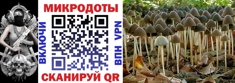 Галлюциногенные грибы Psilocybe  Купить где  Новоаннинский 